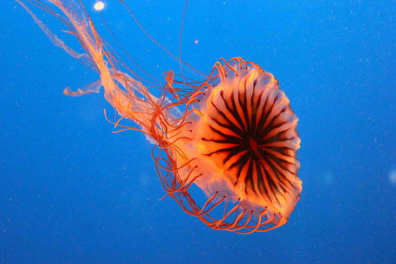 Canada // Het Aquarium!