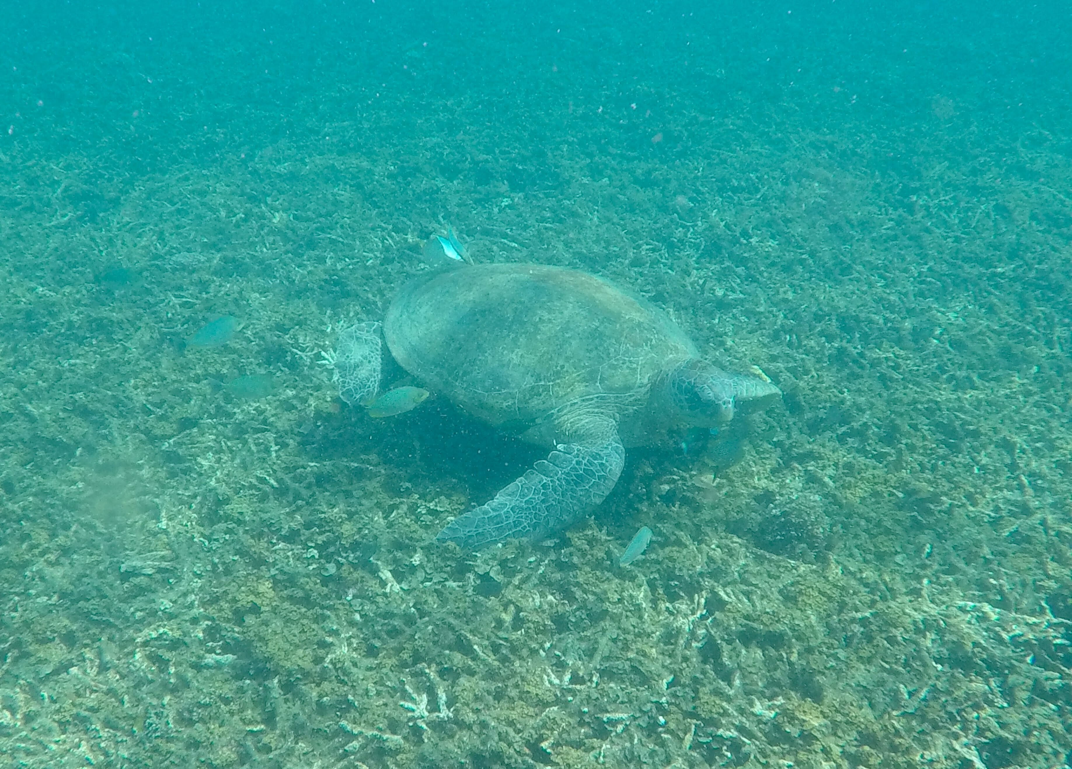 DCIM101GOPROGOPR1300.JPG
