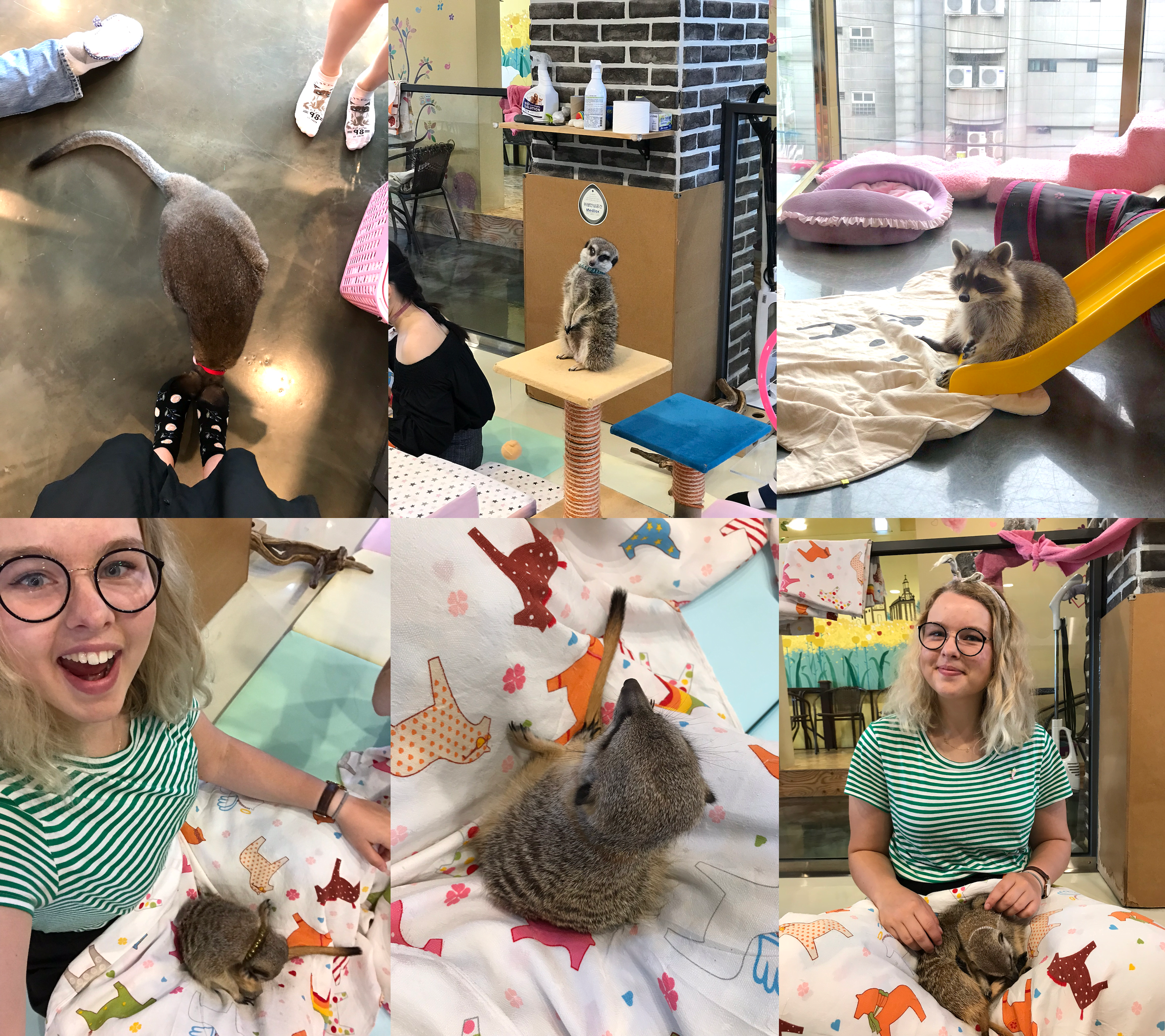 zuid-korea-meercat-cafe