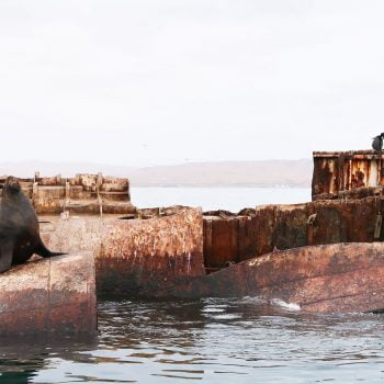 Peru – Paracas, zeeleeuwen & pinguïns spotten