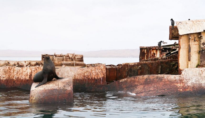 Peru – Paracas, zeeleeuwen & pinguïns spotten