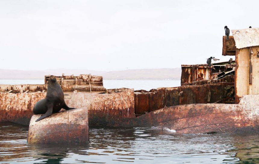 Peru – Paracas, zeeleeuwen & pinguïns spotten